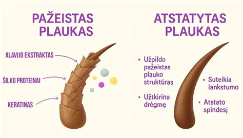 spermatozoido sandaros schema