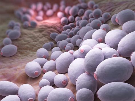 Candida grybelio simptomai