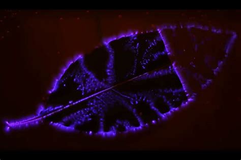 Mokslinis eksperimentas apie lapų spalvų kaitą