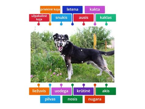 šuns kūno kalbos schema