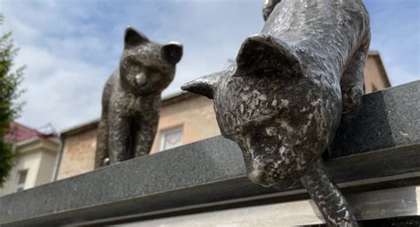 Kačių kiemelis Marijampolėje ir stebuklingi katinai