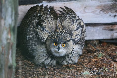 Pelėdiniai paukščiai: Didysis apuokas