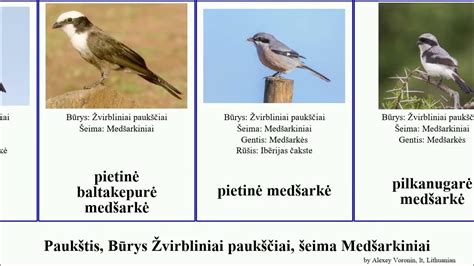 Žvirbliniai paukščiai: Baltoji kielė