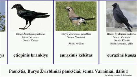 Varniniai paukščiai: Šarka