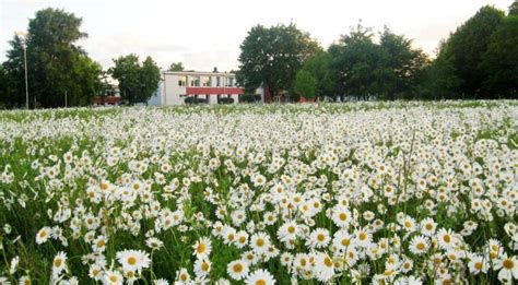 Ramunių laukas