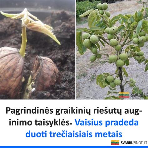 Pagrindinės vaiko auginimo išlaidų kategorijos