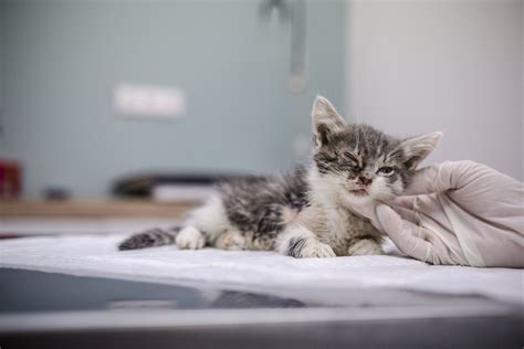 Gyvūnų prieglauda Tailande
