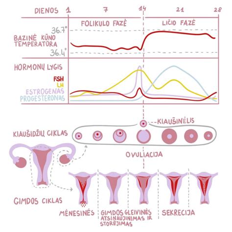 Schema, kaip vyksta mėnesinių ciklas ir nėštumo pradžia