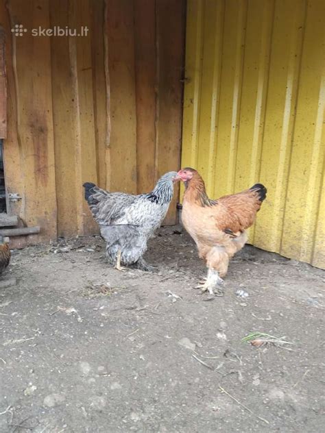 Žąsų kiaušinių dydžio palyginimas su vištos ir putpelės kiaušiniais