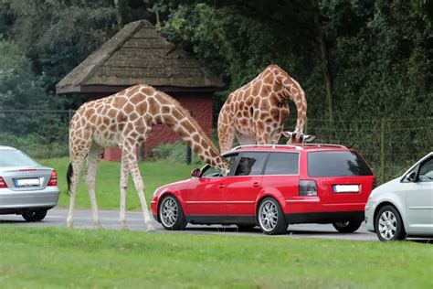 Žirafos Serengeti parke Vokietijoje