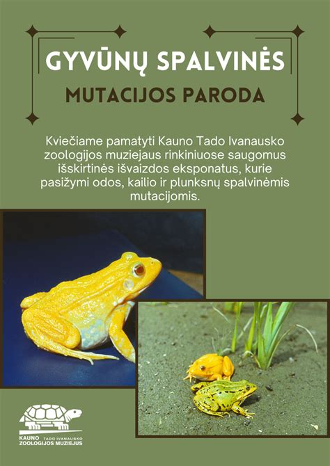 Berniuko balso mutacijos procesas