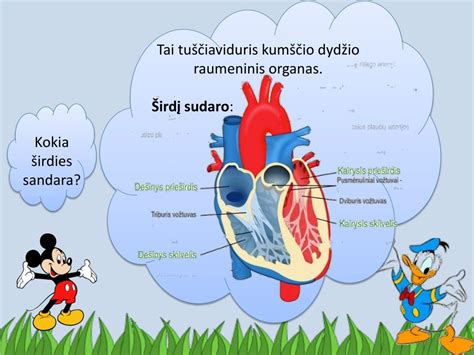 Žmogaus širdies anatomija ir kraujotakos sistema