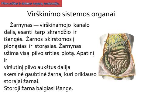Pilvo ertmės organų išsidėstymas