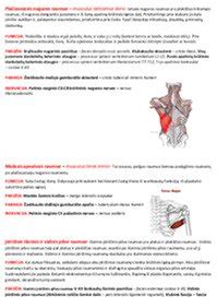 Vaikų krūtinės ląstos anatomija ir raumenys