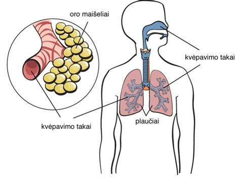 Vaikų kvėpavimo sistemos organai
