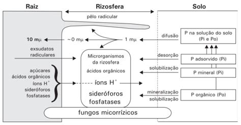 Schema rodanti fosforo svarbą organizme