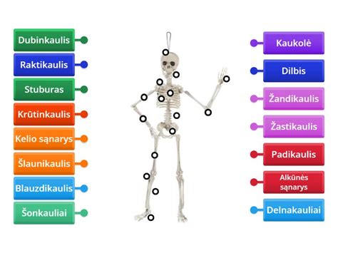 Mažiausio ir didžiausio žmogaus kaulų palyginimas