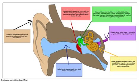 Ausies sandaros schema