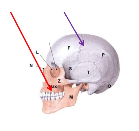 Kaukolės biomechaninių sutrikimų schemos