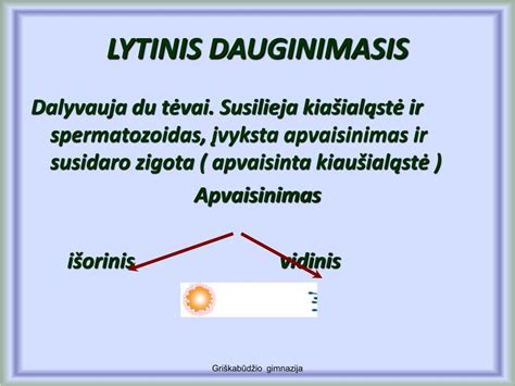 Zigotos dalijimasis ir morulės formavimasis