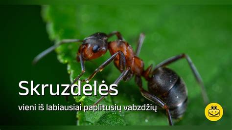 Miegančios skruzdėlės