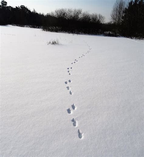 Įvairių miško žvėrių pėdsakų palyginimas