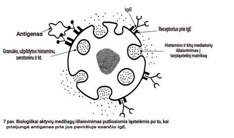 Imunoglobulinų sąveika su receptoriais ant ląstelių paviršiaus