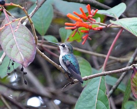 Paprastasis kamaninis kolibris