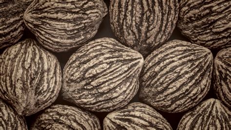 Juodojo riešutmedžio vaisiai ant šakos