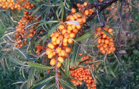 Šaltalankių krūmas su uogomis