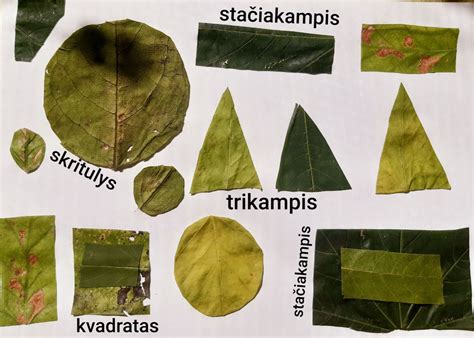 Vaikas klijuoja spalvotus lapus ir gėles ant popieriaus