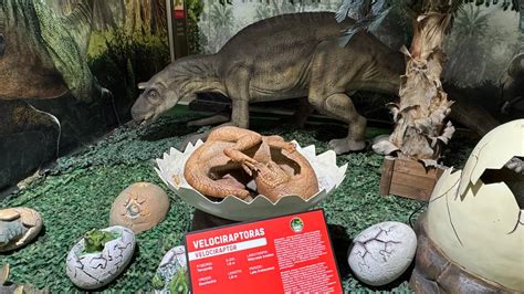 Dinozaurų kiaušinių gaminimas