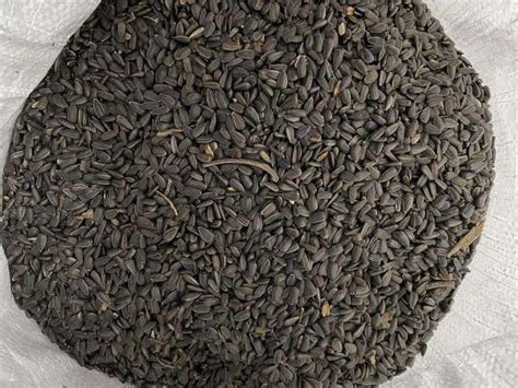 Juodosios saulėgrąžos lesyklėlėje