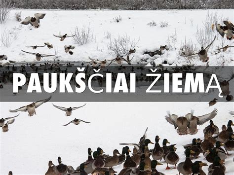 Lauko paukščių lesinimas žiemą