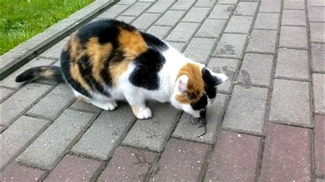 Katė ir pelė, o fone taukų puodynėlė