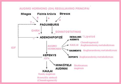 schema rodanti hipofizės vietą smegenyse ir augimo hormono išsiskyrimą į kraują
