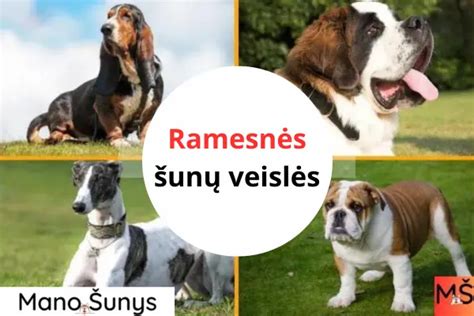 įvairių veislių šunys besidžiaugiantys namuose