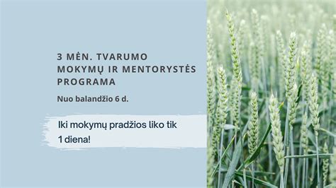 Koučingo ir mentorystės palyginimas