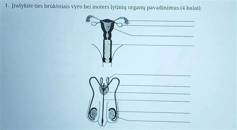 anatominė berniuko lytinių organų schema