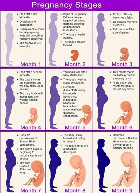 schema of early pregnancy stages