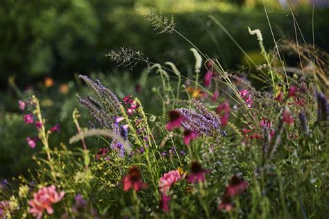 magiška pieva su laumžirgiais ir žydinčiais augalais
