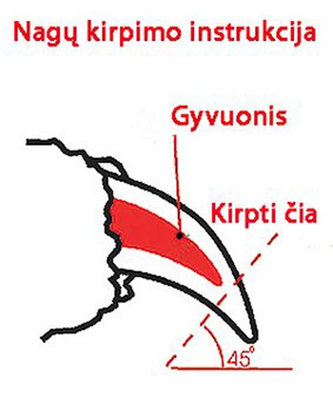 infografika: patarimai kaip teisingai kirpti nagus