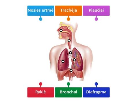 Diagrama, iliustruojanti kūdikio kvėpavimo monitoriaus veikimo principą