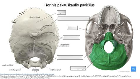 Pakauškaulio plokštelės struktūra