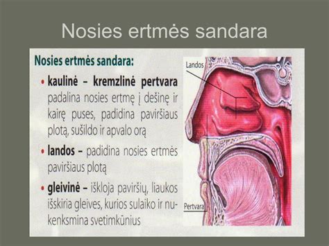 Nosies sandara ir funkcijos