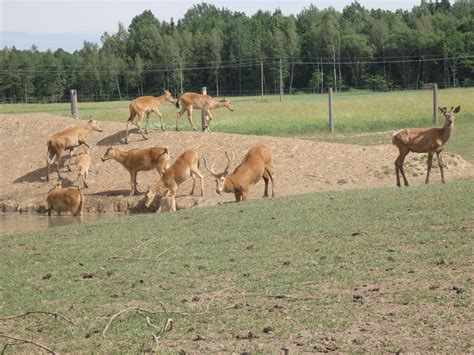Šiaurės elnių ragai ir jų nauda