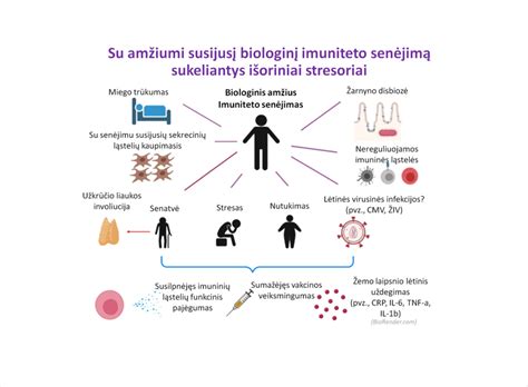 Imuninės sistemos ląstelių veikimo schema