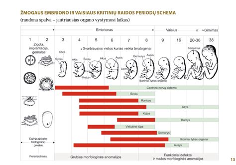 Akušerės Marijos platformos sumanimama.lt vizualizacija