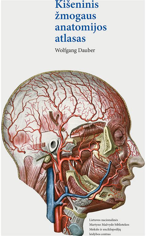 Vaiko ir suaugusio žmogaus anatomijos skirtumai saugumo atžvilgiu