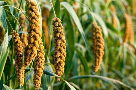 Įvairių kruopų rūšys ir jų savybės